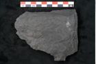 Foto (Detailansicht) von Noeggerathia palmaeformis Goeppert (NHMW-GEO-2024-0188-10741)
